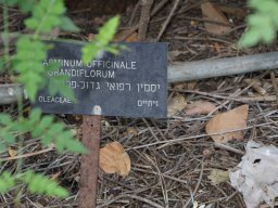 jasminum officinale 07 21